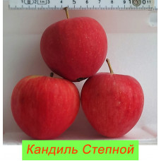 Яблоня Кандиль Степной Яблоня Кандиль Степной