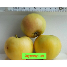 Яблоня Журавушка