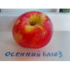 Яблоня Осенний блюз Яблоня Осенний блюз